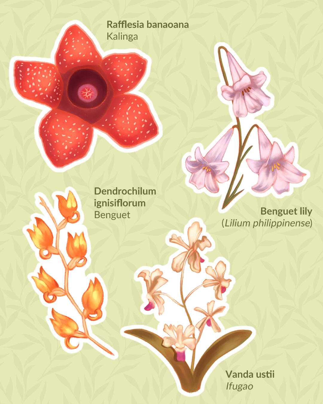 Cordilleran Flora